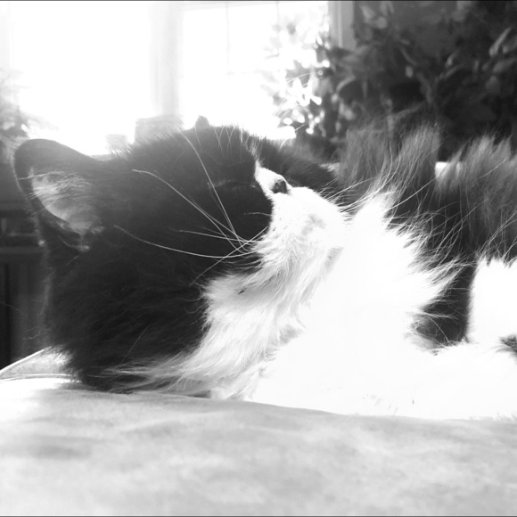 Meet your Posher, Danielle - Picture 1 of 1